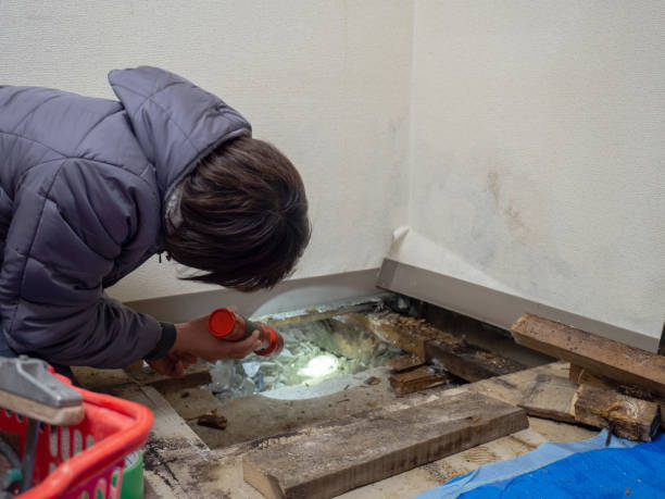 Best Mold Prevention Services  in Irwin, SC